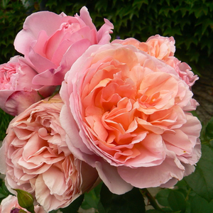 Boja breskve sa roza  - floribunda ruže